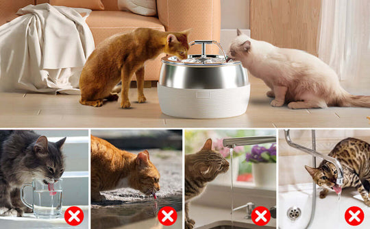 Cats enjoying a YES4PETS automatic electric water fountain, showcasing a quality feeder alternative to traditional sources.