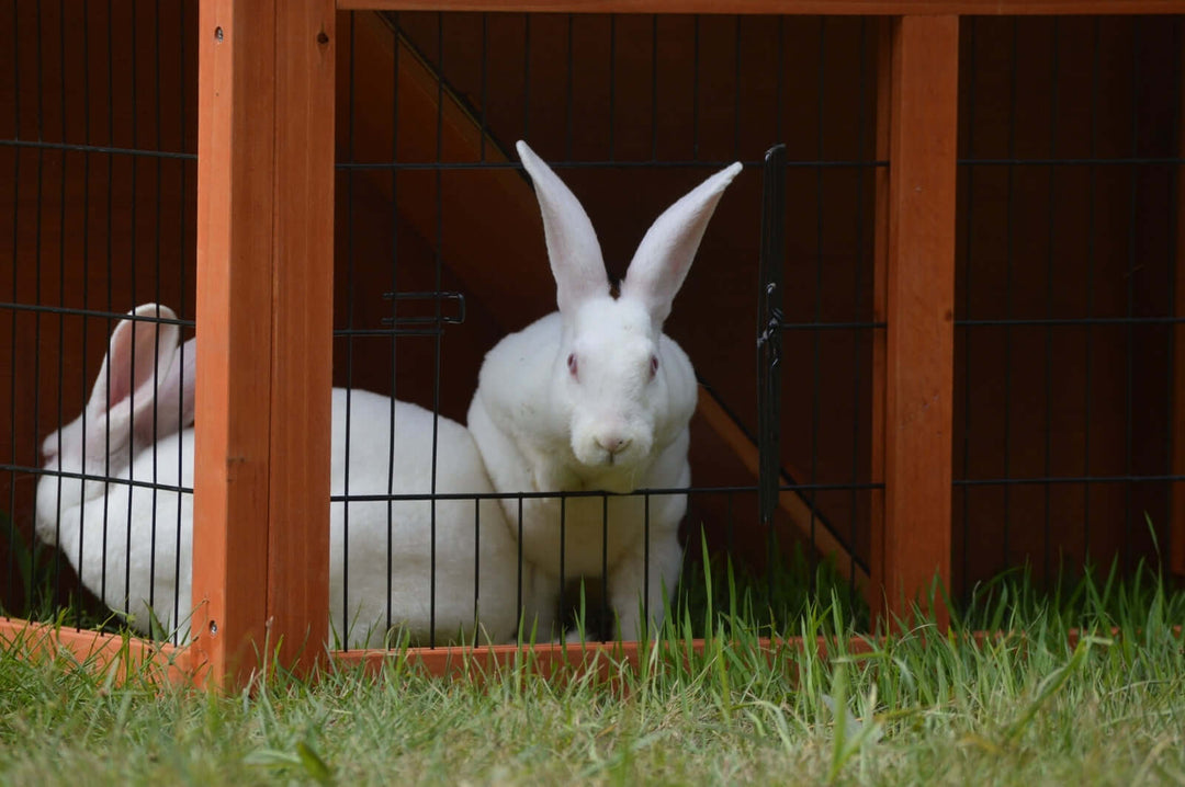 White rabbits inside a spacious double storey hutch, enjoying the grassy area.