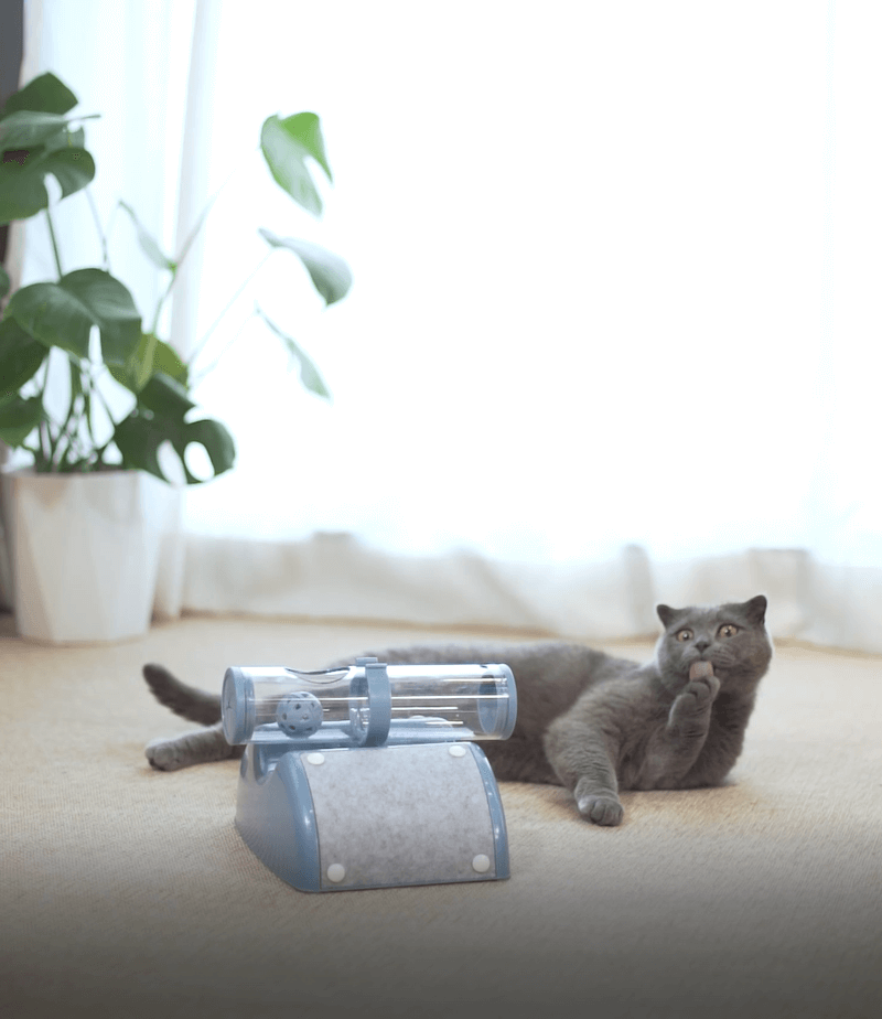 Grey cat playing with YES4PETS interactive ball cat toy in a bright room, promoting affordable and quality pet entertainment.