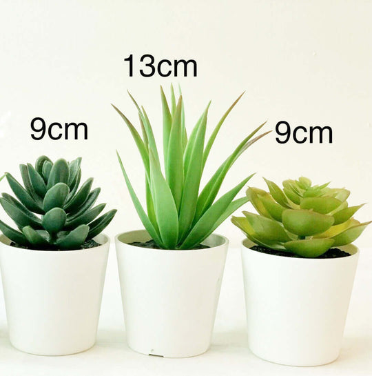 _label_, DSZ Product, feed-cond-new, feed-sl-free shipping, free-shipping, new3 Pack Of Artificial Succulent Potted Plants In White Plastic 6Cm Pot Interior Decoration - Premium Home & Garden > Artificial Plants > Artificial Potted Plants from My Decorations ! Shop Online Buy Now at S & D's Value Store Family Business Best Customer Service_label_, DSZ Product, feed-cond-new, feed-sl-free shipping, free-shipping, new