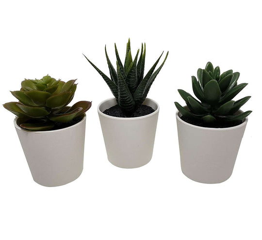 _label_, DSZ Product, feed-cond-new, feed-sl-free shipping, free-shipping, new3 Pack Of Artificial Succulent Potted Plants In White Plastic 6Cm Pot Interior Decoration - Premium Home & Garden > Artificial Plants > Artificial Potted Plants from My Decorations ! Shop Online Buy Now at S & D's Value Store Family Business Best Customer Service_label_, DSZ Product, feed-cond-new, feed-sl-free shipping, free-shipping, new