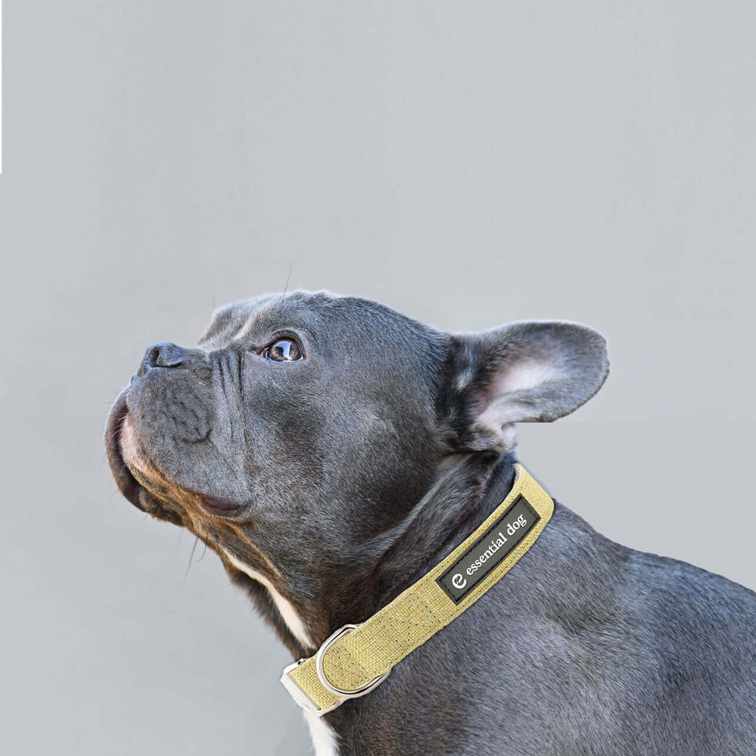 DSZ Product, feed-cond-new, feed-sl-DSZ Freight Payable, newNatural Hemp & Cotton Dog Collar (Grass Green) - Premium Home & Garden > Artificial Plants > Artifical Flowers & Plants from Essential Dog ! Shop Online Buy Now at S & D's Value Store Family Business Best Customer ServiceDSZ Product, feed-cond-new, feed-sl-DSZ Freight Payable, new