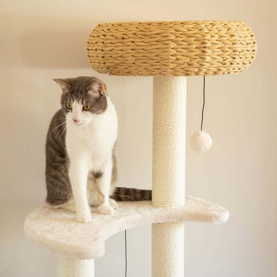 DSZ Product, feed-cond-new, feed-sl-DSZ Freight Payable, new5 - Platform Plush And Wicker Cat Tree - Premium Pet Care > Cat Supplies > Cat Scratching Posts from Modern Pets ! Shop Online Buy Now at S & D's Value Store Family Business Best Customer ServiceDSZ Product, feed-cond-new, feed-sl-DSZ Freight Payable, new