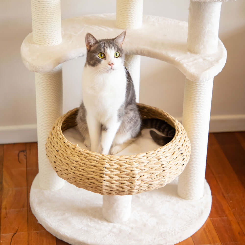 DSZ Product, feed-cond-new, feed-sl-DSZ Freight Payable, new5 - Platform Plush And Wicker Cat Tree - Premium Pet Care > Cat Supplies > Cat Scratching Posts from Modern Pets ! Shop Online Buy Now at S & D's Value Store Family Business Best Customer ServiceDSZ Product, feed-cond-new, feed-sl-DSZ Freight Payable, new