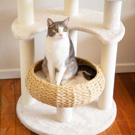 DSZ Product, feed-cond-new, feed-sl-DSZ Freight Payable, new5 - Platform Plush And Wicker Cat Tree - Premium Pet Care > Cat Supplies > Cat Scratching Posts from Modern Pets ! Shop Online Buy Now at S & D's Value Store Family Business Best Customer ServiceDSZ Product, feed-cond-new, feed-sl-DSZ Freight Payable, new