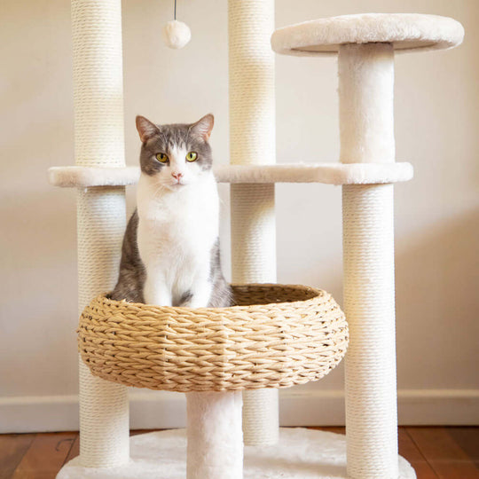 DSZ Product, feed-cond-new, feed-sl-DSZ Freight Payable, new5 - Platform Plush And Wicker Cat Tree - Premium Pet Care > Cat Supplies > Cat Scratching Posts from Modern Pets ! Shop Online Buy Now at S & D's Value Store Family Business Best Customer ServiceDSZ Product, feed-cond-new, feed-sl-DSZ Freight Payable, new