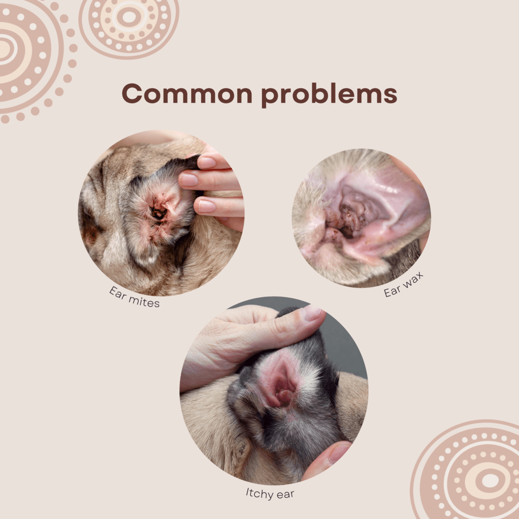 Image showing common ear problems in pets: ear mites, ear wax, and itchy ears.