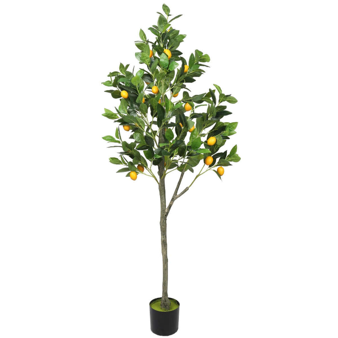 DSZ Product, feed-cond-new, feed-sl-DSZ Freight Payable, newArtificial Lemon Tree (Potted) With Lemons 150Cm - Premium Home & Garden > Artificial Plants > Artifical Flowers & Plants from DSZ ! Shop Online Buy Now at S & D's Value Store Family Business Best Customer ServiceDSZ Product, feed-cond-new, feed-sl-DSZ Freight Payable, new