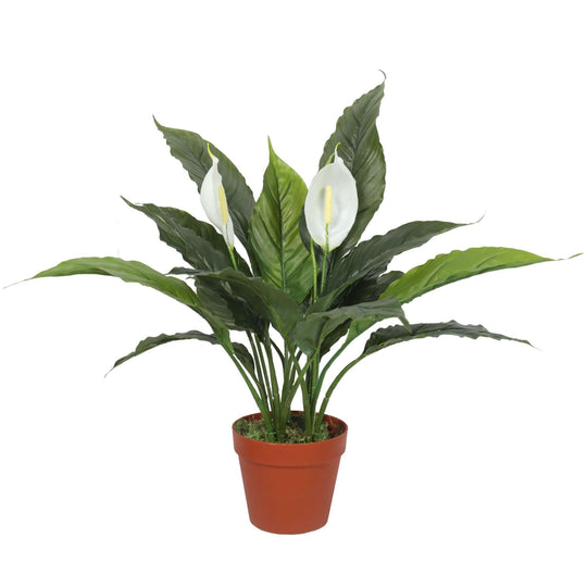 DSZ Product, feed-cond-new, feed-sl-DSZ Freight Payable, newArtificial Spathiphyllum Peace Lily Plant With White Flowers 60Cm - Premium Home & Garden > Artificial Plants > Artifical Flowers & Plants from DSZ ! Shop Online Buy Now at S & D's Value Store Family Business Best Customer ServiceDSZ Product, feed-cond-new, feed-sl-DSZ Freight Payable, new