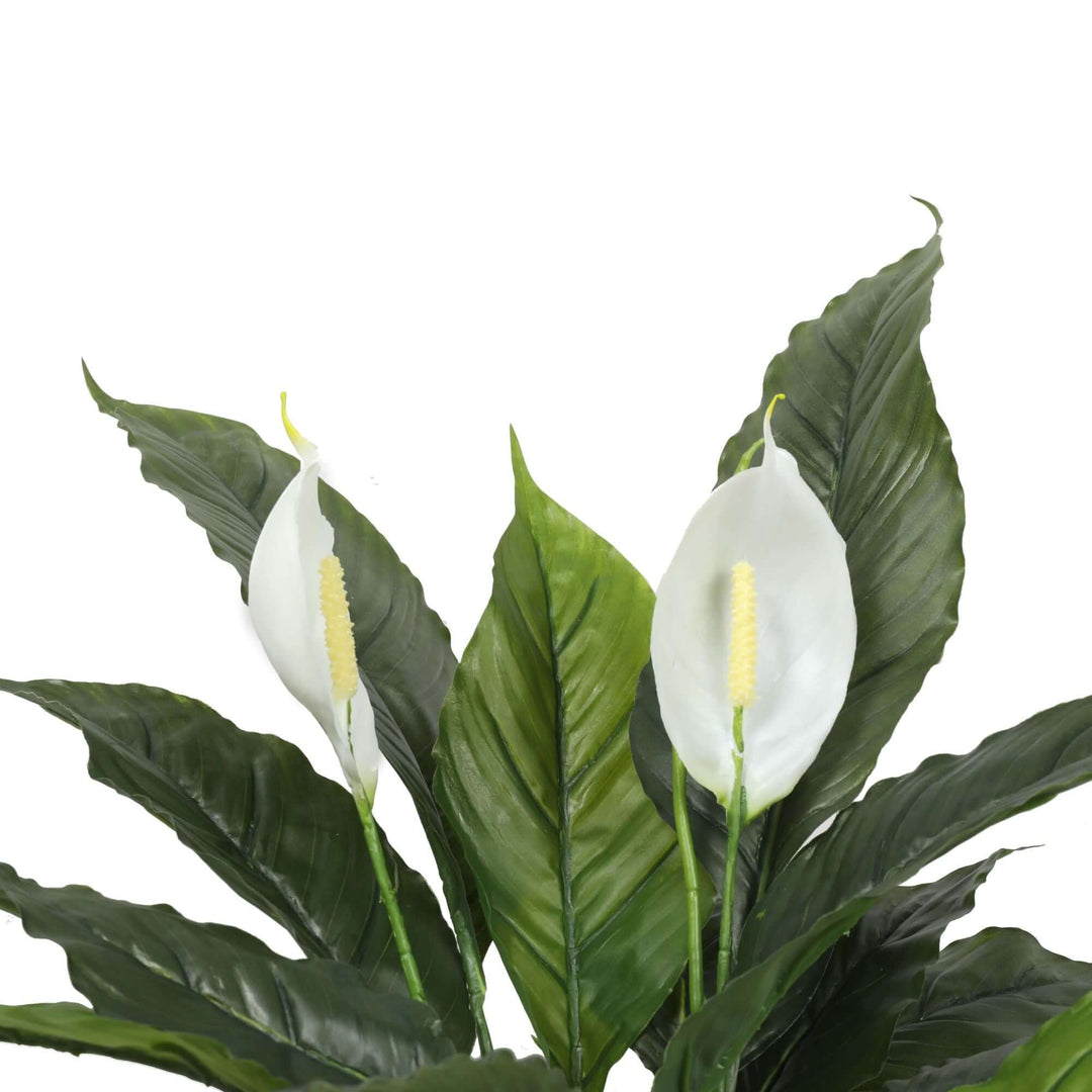 DSZ Product, feed-cond-new, feed-sl-DSZ Freight Payable, newArtificial Spathiphyllum Peace Lily Plant With White Flowers 60Cm - Premium Home & Garden > Artificial Plants > Artifical Flowers & Plants from DSZ ! Shop Online Buy Now at S & D's Value Store Family Business Best Customer ServiceDSZ Product, feed-cond-new, feed-sl-DSZ Freight Payable, new