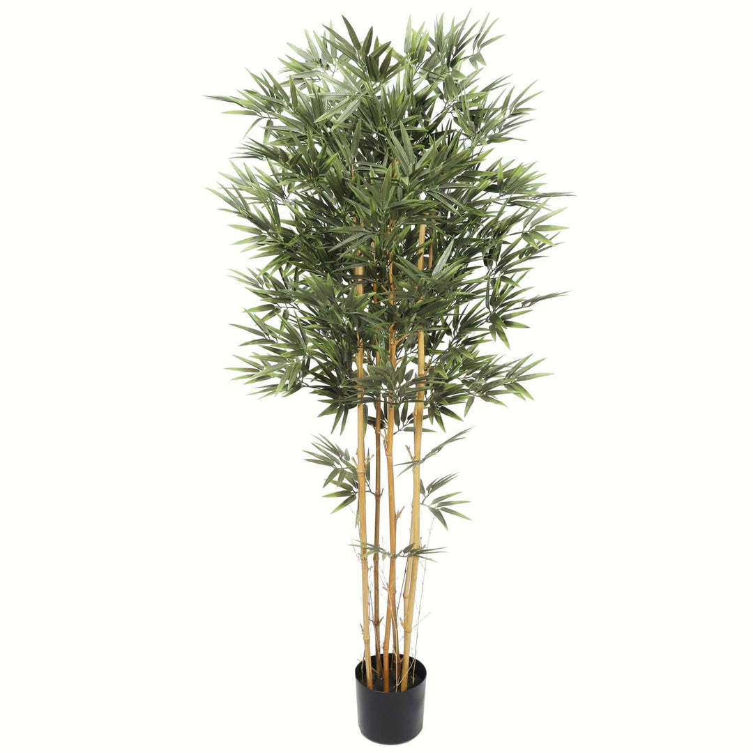 DSZ Product, feed-cond-new, feed-sl-DSZ Freight Payable, newPremium Natural Cane Artificial Bamboo (Uv Resistant) 150Cm - Premium Home & Garden > Artificial Plants > Artificial Trees from Designer Plants ! Shop Online Buy Now at S & D's Value Store Family Business Best Customer ServiceDSZ Product, feed-cond-new, feed-sl-DSZ Freight Payable, new