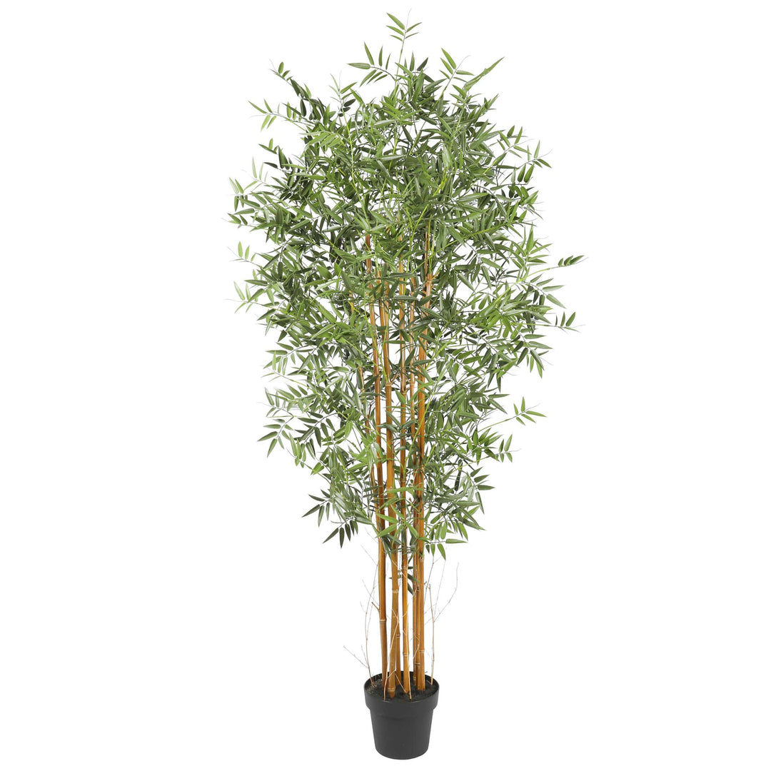 DSZ Product, feed-cond-new, feed-sl-DSZ Freight Payable, newPremium Natural Cane Artificial Bamboo (Uv Resistant) 180Cm - Premium Home & Garden > Artificial Plants > Artificial Trees from Designer Plants ! Shop Online Buy Now at S & D's Value Store Family Business Best Customer ServiceDSZ Product, feed-cond-new, feed-sl-DSZ Freight Payable, new