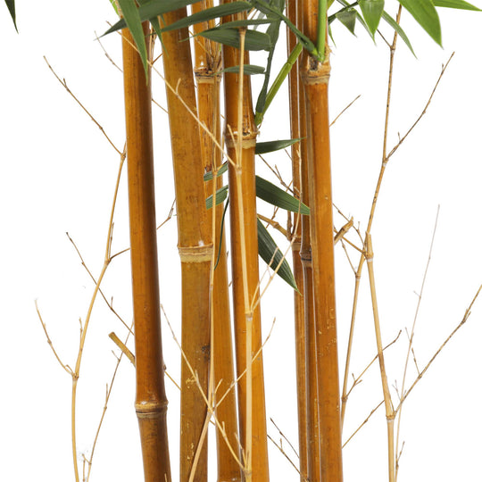 DSZ Product, feed-cond-new, feed-sl-DSZ Freight Payable, newPremium Natural Cane Artificial Bamboo (Uv Resistant) 180Cm - Premium Home & Garden > Artificial Plants > Artificial Trees from Designer Plants ! Shop Online Buy Now at S & D's Value Store Family Business Best Customer ServiceDSZ Product, feed-cond-new, feed-sl-DSZ Freight Payable, new