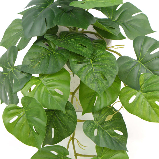 DSZ Product, feed-cond-new, feed-sl-DSZ Freight Payable, newDecorative Ceramic Bowl Potted Artificial Monstera Plant 30Cm - Premium Home & Garden > Artificial Plants > Artifical Flowers & Plants from Designer Plants ! Shop Online Buy Now at S & D's Value Store Family Business Best Customer ServiceDSZ Product, feed-cond-new, feed-sl-DSZ Freight Payable, new