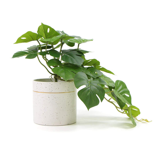 DSZ Product, feed-cond-new, feed-sl-DSZ Freight Payable, newDecorative Ceramic Bowl Potted Artificial Monstera Plant 30Cm - Premium Home & Garden > Artificial Plants > Artifical Flowers & Plants from Designer Plants ! Shop Online Buy Now at S & D's Value Store Family Business Best Customer ServiceDSZ Product, feed-cond-new, feed-sl-DSZ Freight Payable, new