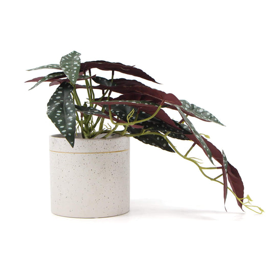 DSZ Product, feed-cond-new, feed-sl-DSZ Freight Payable, newArtificial Bergonia Plant In Decorative Bowl 30Cm - Premium Home & Garden > Artificial Plants > Artifical Flowers & Plants from Designer Plants ! Shop Online Buy Now at S & D's Value Store Family Business Best Customer ServiceDSZ Product, feed-cond-new, feed-sl-DSZ Freight Payable, new