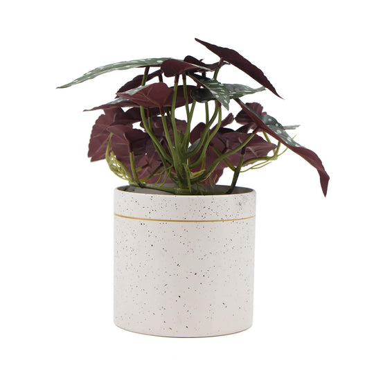 DSZ Product, feed-cond-new, feed-sl-DSZ Freight Payable, newArtificial Bergonia Plant In Decorative Bowl 30Cm - Premium Home & Garden > Artificial Plants > Artifical Flowers & Plants from Designer Plants ! Shop Online Buy Now at S & D's Value Store Family Business Best Customer ServiceDSZ Product, feed-cond-new, feed-sl-DSZ Freight Payable, new