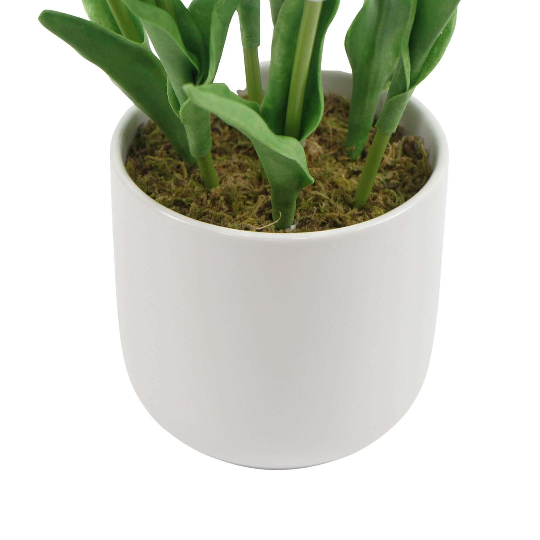 DSZ Product, feed-cond-new, feed-sl-DSZ Freight Payable, newFlowering White Artificial Tulip Plant Arrangement With Ceramic Bowl 35Cm - Premium Home & Garden > Artificial Plants > Artifical Flowers & Plants from DSZ ! Shop Online Buy Now at S & D's Value Store Family Business Best Customer ServiceDSZ Product, feed-cond-new, feed-sl-DSZ Freight Payable, new