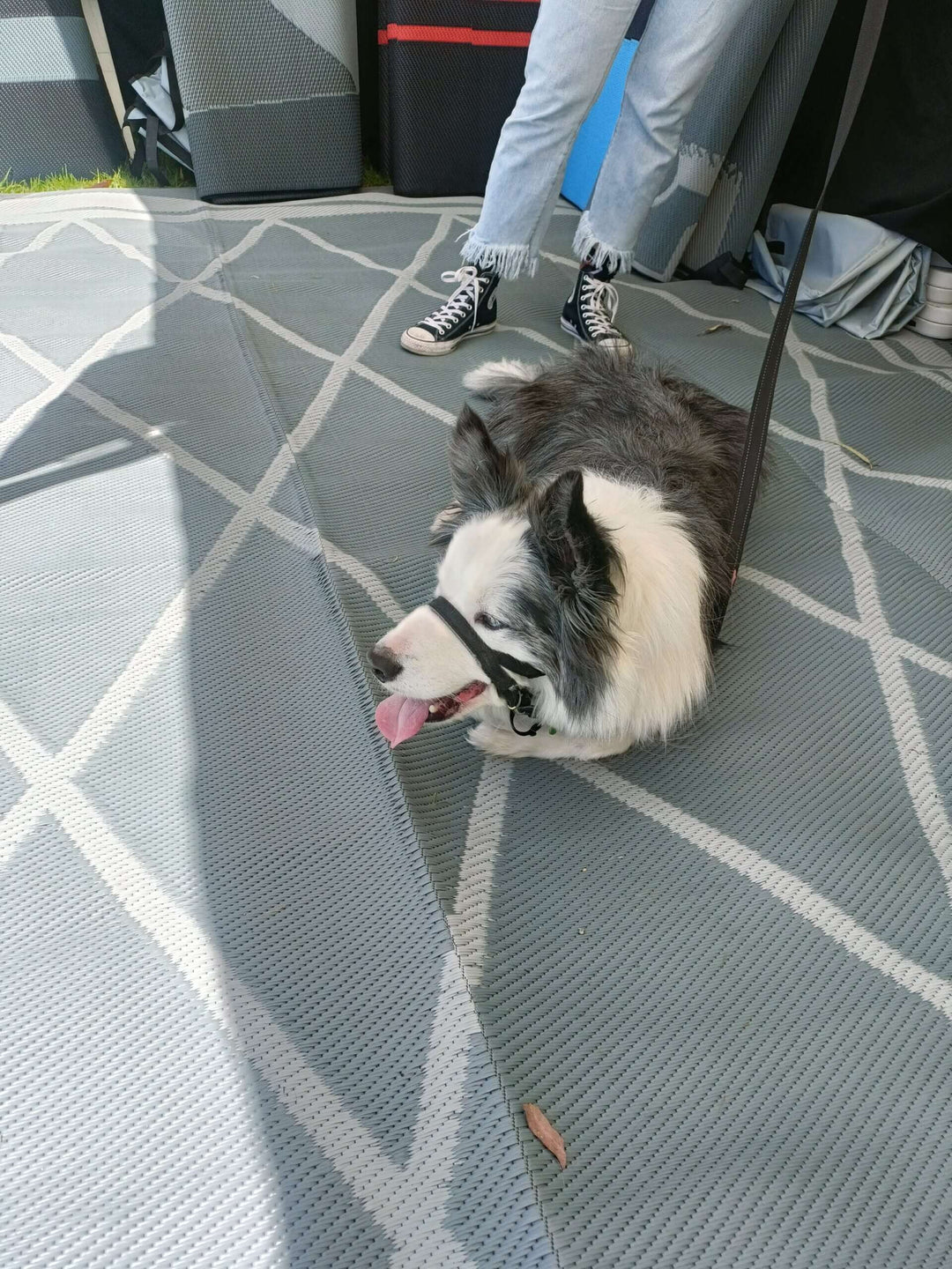 Dog resting on a diamond-patterned recycled poly camping mat in a cozy outdoor setup.