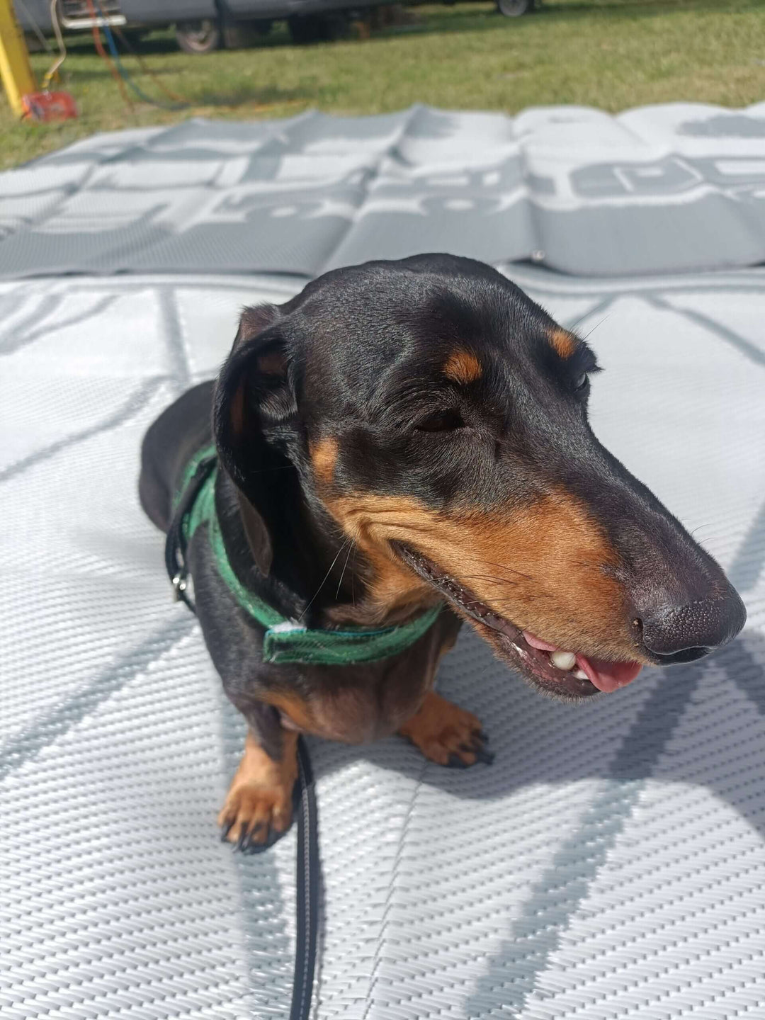 Happy dachshund lounging on a recycled poly camping mat in a sunny outdoor setting.