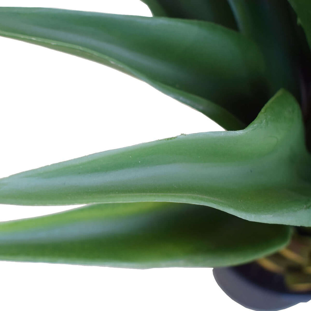 DSZ Product, feed-cond-new, feed-sl-DSZ Freight Payable, newAgave 60Cm Plant - Premium Home & Garden > Artificial Plants > Artifical Flowers & Plants from DSZ ! Shop Online Buy Now at S & D's Value Store Family Business Best Customer ServiceDSZ Product, feed-cond-new, feed-sl-DSZ Freight Payable, new