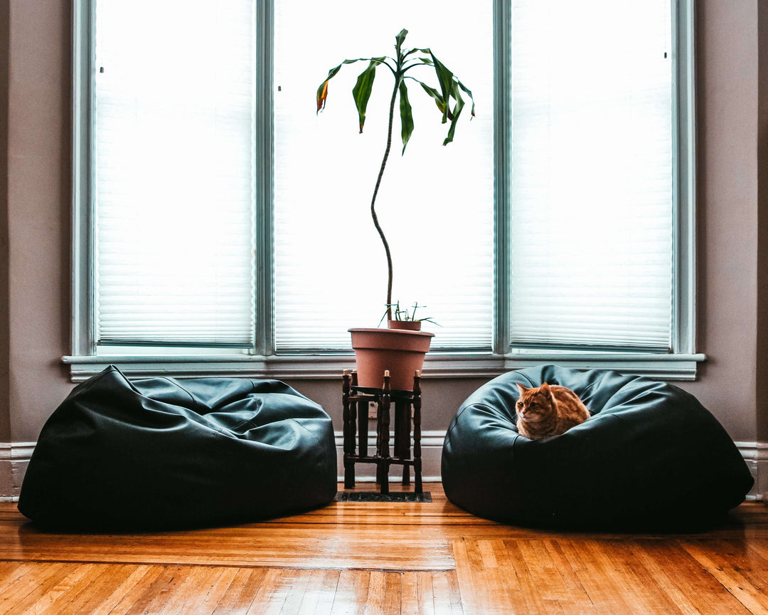 Cozy living room with affordable DIY bean bags and a cat relaxing under a leafy plant, showcasing quality and charm.