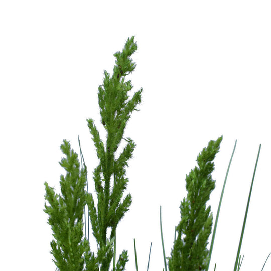 DSZ Product, feed-cond-new, feed-sl-DSZ Freight Payable, newFlowering Native Grass 120 Cm - Premium Home & Garden > Artificial Plants > Artifical Flowers & Plants from DSZ ! Shop Online Buy Now at S & D's Value Store Family Business Best Customer ServiceDSZ Product, feed-cond-new, feed-sl-DSZ Freight Payable, new