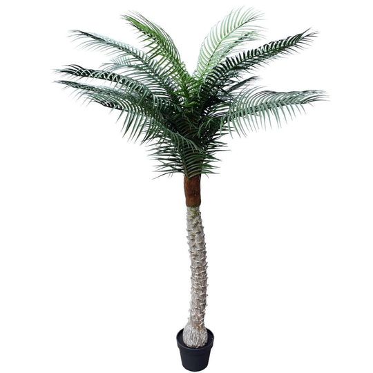 DSZ Product, feed-cond-new, feed-sl-DSZ Freight Payable, newTropical Phoenix Palm Tree 170Cm Uv Resistant - Premium Home & Garden > Artificial Plants > Artificial Trees from DSZ ! Shop Online Buy Now at S & D's Value Store Family Business Best Customer ServiceDSZ Product, feed-cond-new, feed-sl-DSZ Freight Payable, new