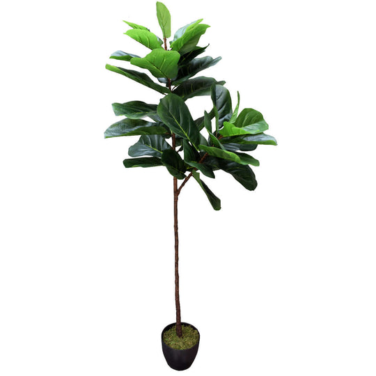 DSZ Product, feed-cond-new, feed-sl-DSZ Freight Payable, newTall Artificial Fiddle Leaf Fig 170Cm - Premium Home & Garden > Bedding > Blankets & Throws from DSZ ! Shop Online Buy Now at S & D's Value Store Family Business Best Customer ServiceDSZ Product, feed-cond-new, feed-sl-DSZ Freight Payable, new