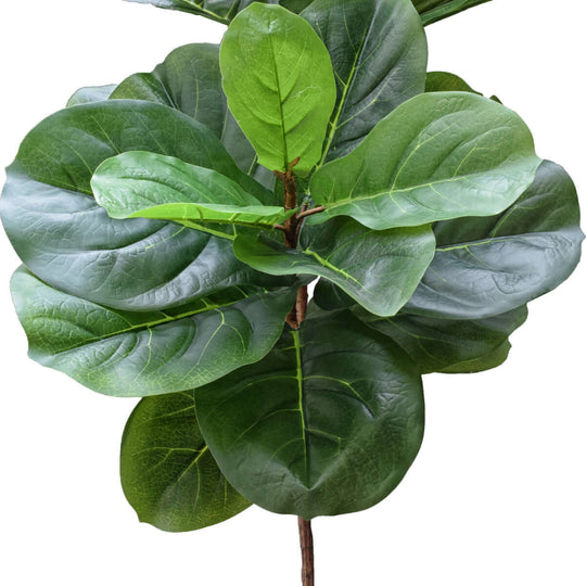 DSZ Product, feed-cond-new, feed-sl-DSZ Freight Payable, newTall Artificial Fiddle Leaf Fig 170Cm - Premium Home & Garden > Bedding > Blankets & Throws from DSZ ! Shop Online Buy Now at S & D's Value Store Family Business Best Customer ServiceDSZ Product, feed-cond-new, feed-sl-DSZ Freight Payable, new