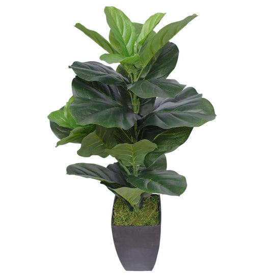 DSZ Product, feed-cond-new, feed-sl-DSZ Freight Payable, newDense Fiddle Leaf Fig Tree 70Cm - Premium Home & Garden > Bedding > Blankets & Throws from DSZ ! Shop Online Buy Now at S & D's Value Store Family Business Best Customer ServiceDSZ Product, feed-cond-new, feed-sl-DSZ Freight Payable, new