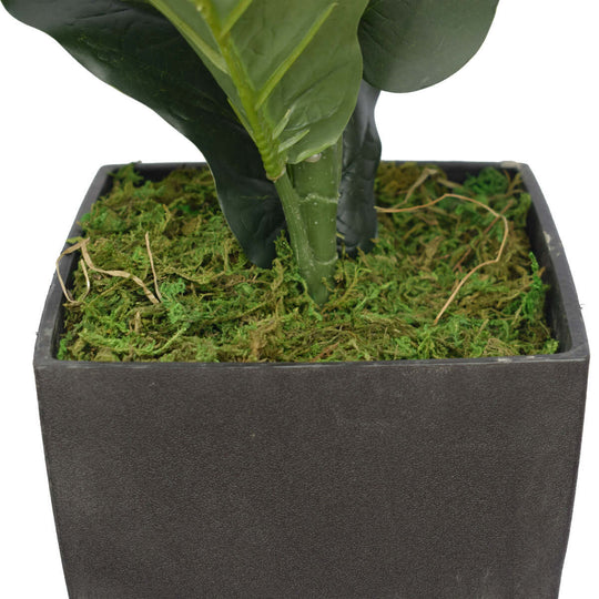 DSZ Product, feed-cond-new, feed-sl-DSZ Freight Payable, newDense Fiddle Leaf Fig Tree 70Cm - Premium Home & Garden > Bedding > Blankets & Throws from DSZ ! Shop Online Buy Now at S & D's Value Store Family Business Best Customer ServiceDSZ Product, feed-cond-new, feed-sl-DSZ Freight Payable, new