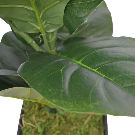 DSZ Product, feed-cond-new, feed-sl-DSZ Freight Payable, newDense Fiddle Leaf Fig Tree 70Cm - Premium Home & Garden > Bedding > Blankets & Throws from DSZ ! Shop Online Buy Now at S & D's Value Store Family Business Best Customer ServiceDSZ Product, feed-cond-new, feed-sl-DSZ Freight Payable, new