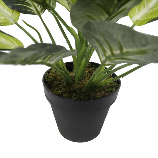 DSZ Product, feed-cond-new, feed-sl-DSZ Freight Payable, newLeopard Lily (Dieffenbachia) With Pot 40Cm - Premium Home & Garden > Artificial Plants > Artifical Flowers & Plants from DSZ ! Shop Online Buy Now at S & D's Value Store Family Business Best Customer ServiceDSZ Product, feed-cond-new, feed-sl-DSZ Freight Payable, new