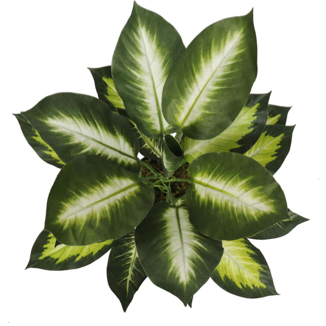 DSZ Product, feed-cond-new, feed-sl-DSZ Freight Payable, newLeopard Lily (Dieffenbachia) With Pot 40Cm - Premium Home & Garden > Artificial Plants > Artifical Flowers & Plants from DSZ ! Shop Online Buy Now at S & D's Value Store Family Business Best Customer ServiceDSZ Product, feed-cond-new, feed-sl-DSZ Freight Payable, new