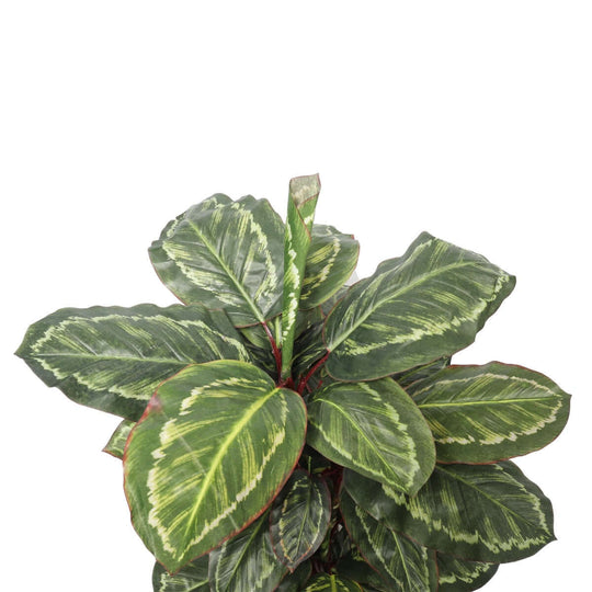 DSZ Product, feed-cond-new, feed-sl-DSZ Freight Payable, newArtificial Wide Leaf Cordyline Plant 90Cm - Premium Home & Garden > Artificial Plants > Artifical Flowers & Plants from DSZ ! Shop Online Buy Now at S & D's Value Store Family Business Best Customer ServiceDSZ Product, feed-cond-new, feed-sl-DSZ Freight Payable, new