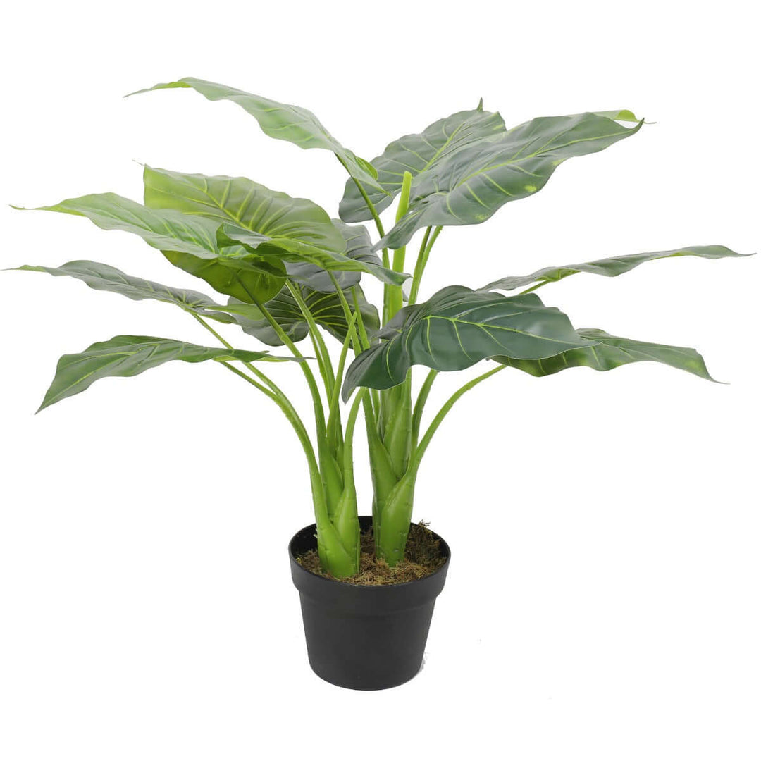 DSZ Product, feed-cond-new, feed-sl-DSZ Freight Payable, newArtificial Potted Taro Plant / Elephant Ear 70Cm - Premium Home & Garden > Artificial Plants > Artificial Trees from DSZ ! Shop Online Buy Now at S & D's Value Store Family Business Best Customer ServiceDSZ Product, feed-cond-new, feed-sl-DSZ Freight Payable, new