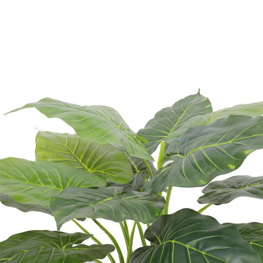 DSZ Product, feed-cond-new, feed-sl-DSZ Freight Payable, newArtificial Potted Taro Plant / Elephant Ear 70Cm - Premium Home & Garden > Artificial Plants > Artificial Trees from DSZ ! Shop Online Buy Now at S & D's Value Store Family Business Best Customer ServiceDSZ Product, feed-cond-new, feed-sl-DSZ Freight Payable, new