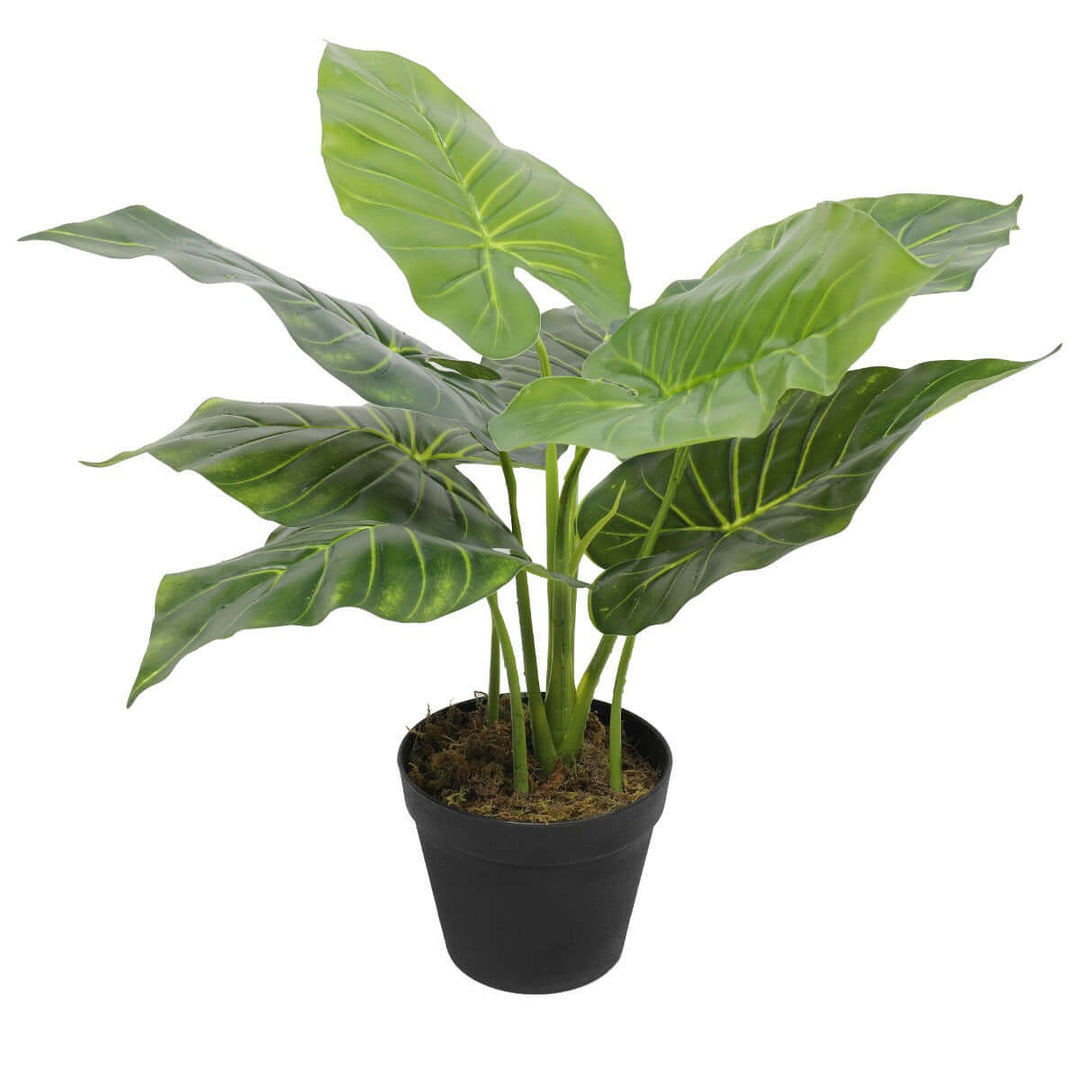 DSZ Product, feed-cond-new, feed-sl-DSZ Freight Payable, newArtificial Potted Taro Plant / Elephant Ear 55Cm - Premium Home & Garden > Artificial Plants > Artificial Trees from DSZ ! Shop Online Buy Now at S & D's Value Store Family Business Best Customer ServiceDSZ Product, feed-cond-new, feed-sl-DSZ Freight Payable, new