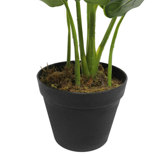 DSZ Product, feed-cond-new, feed-sl-DSZ Freight Payable, newArtificial Potted Taro Plant / Elephant Ear 55Cm - Premium Home & Garden > Artificial Plants > Artificial Trees from DSZ ! Shop Online Buy Now at S & D's Value Store Family Business Best Customer ServiceDSZ Product, feed-cond-new, feed-sl-DSZ Freight Payable, new