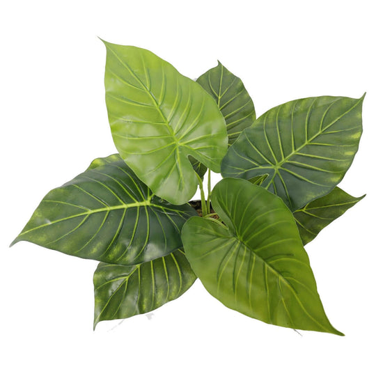 DSZ Product, feed-cond-new, feed-sl-DSZ Freight Payable, newArtificial Potted Taro Plant / Elephant Ear 55Cm - Premium Home & Garden > Artificial Plants > Artificial Trees from DSZ ! Shop Online Buy Now at S & D's Value Store Family Business Best Customer ServiceDSZ Product, feed-cond-new, feed-sl-DSZ Freight Payable, new