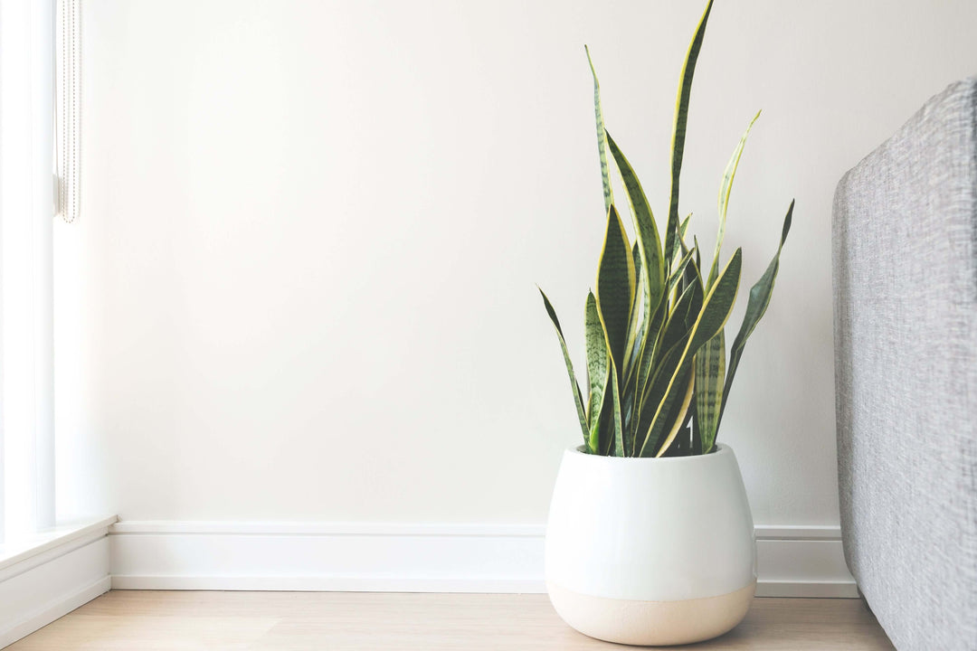 A stylish snake plant in a modern white pot, adding a touch of affordable luxury and quality to a cozy DIY living space.