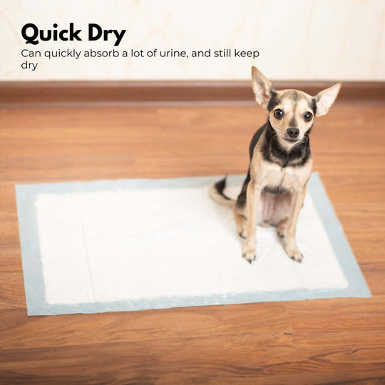 Chihuahua sitting on a quick-dry pet toilet training pad, designed for superior absorption and odor control.