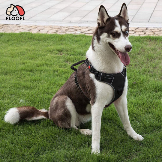 Husky dog wearing a black Floofi harness, sitting on green grass.