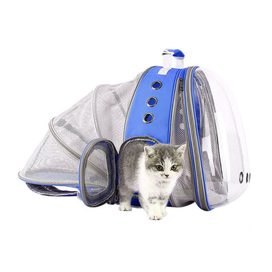 Small kitten standing in front of a blue and transparent mesh pet carrier backpack.