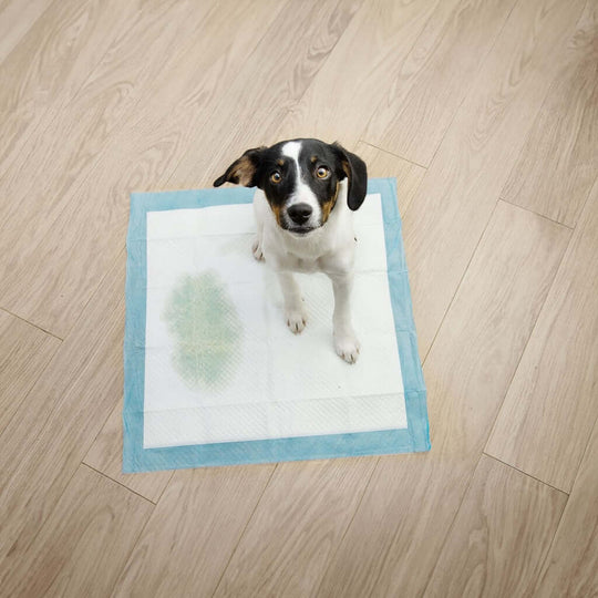 Dog using Floofi pee pad on floor, showcasing odor control and comfort for pet training.