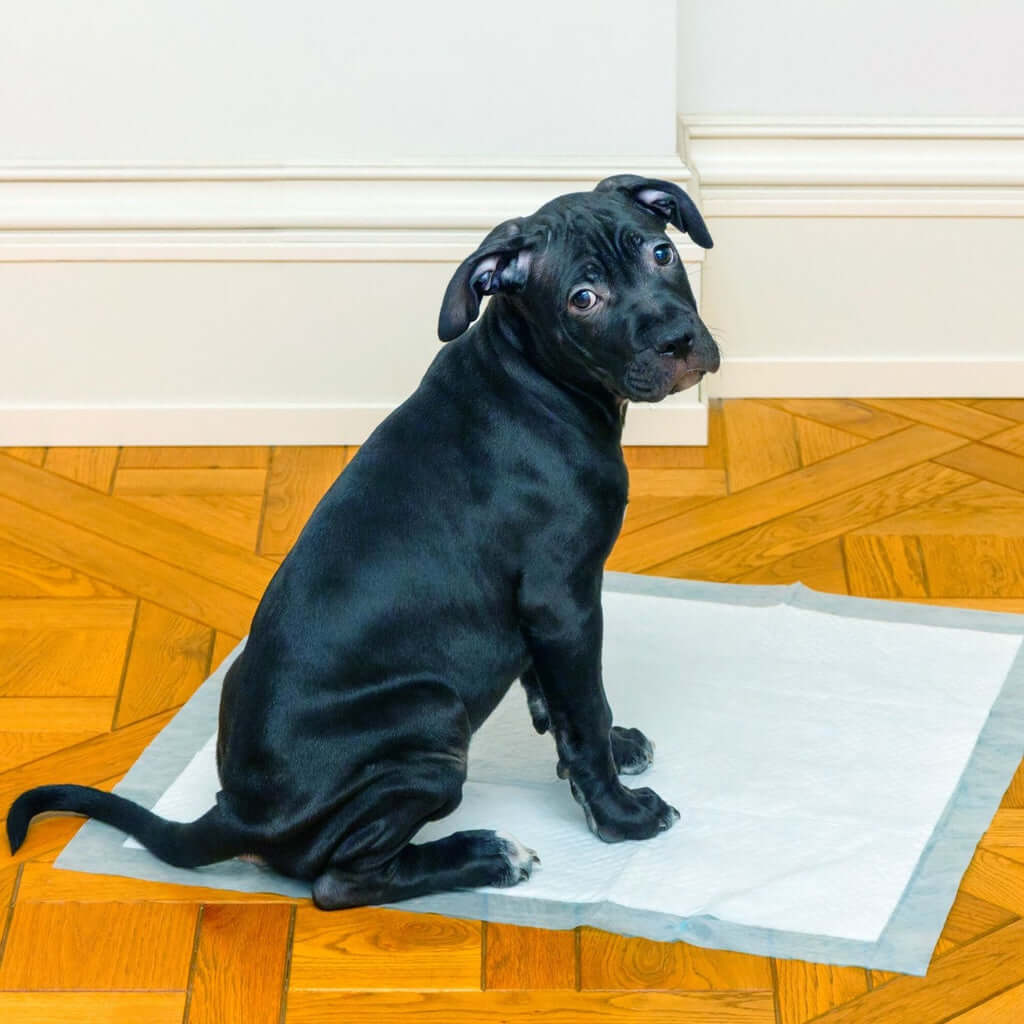 Black puppy sitting on a Floofi pet toilet training pad, demonstrating quality and comfort for pet training.