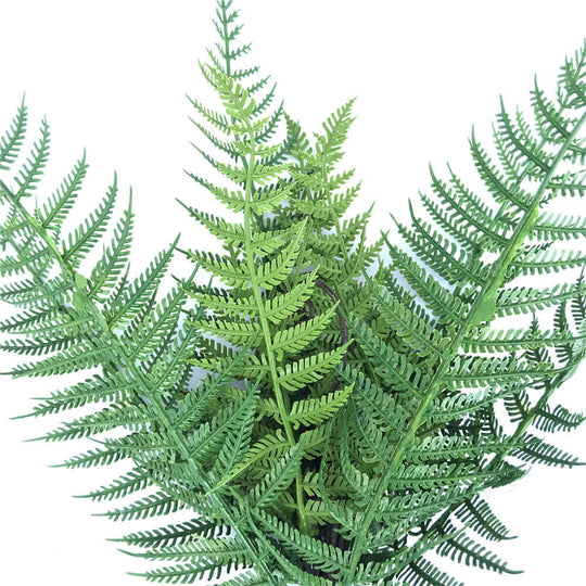 DSZ Product, feed-cond-new, feed-sl-DSZ Freight Payable, newDark Fern Stem Uv Resistant 38Cm - Premium Home & Garden > Artificial Plants > Artifical Flowers & Plants from DSZ ! Shop Online Buy Now at S & D's Value Store Family Business Best Customer ServiceDSZ Product, feed-cond-new, feed-sl-DSZ Freight Payable, new