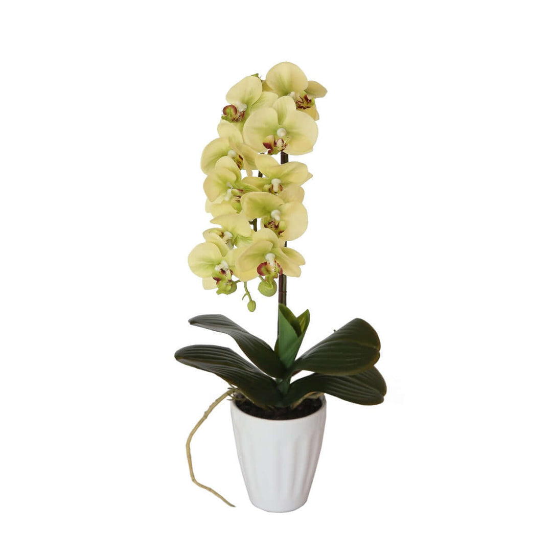 40cm cream artificial butterfly orchid in a white pot, affordable luxury plant for home and event decor.