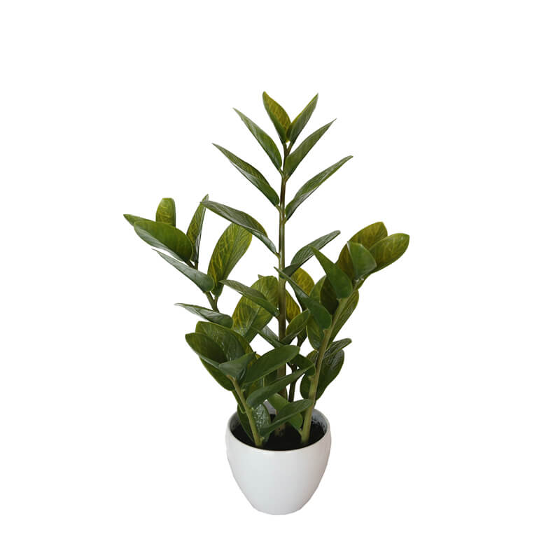 Artificial 60cm Potted Zanzibar in white ceramic pot with realistic green foliage, perfect for indoor decoration - value furniture, affordable quality